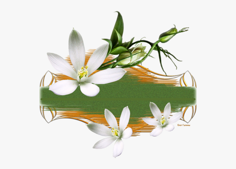 Magnolia Clipart Magnolia Wreath - Clip Art, Transparent Clipart