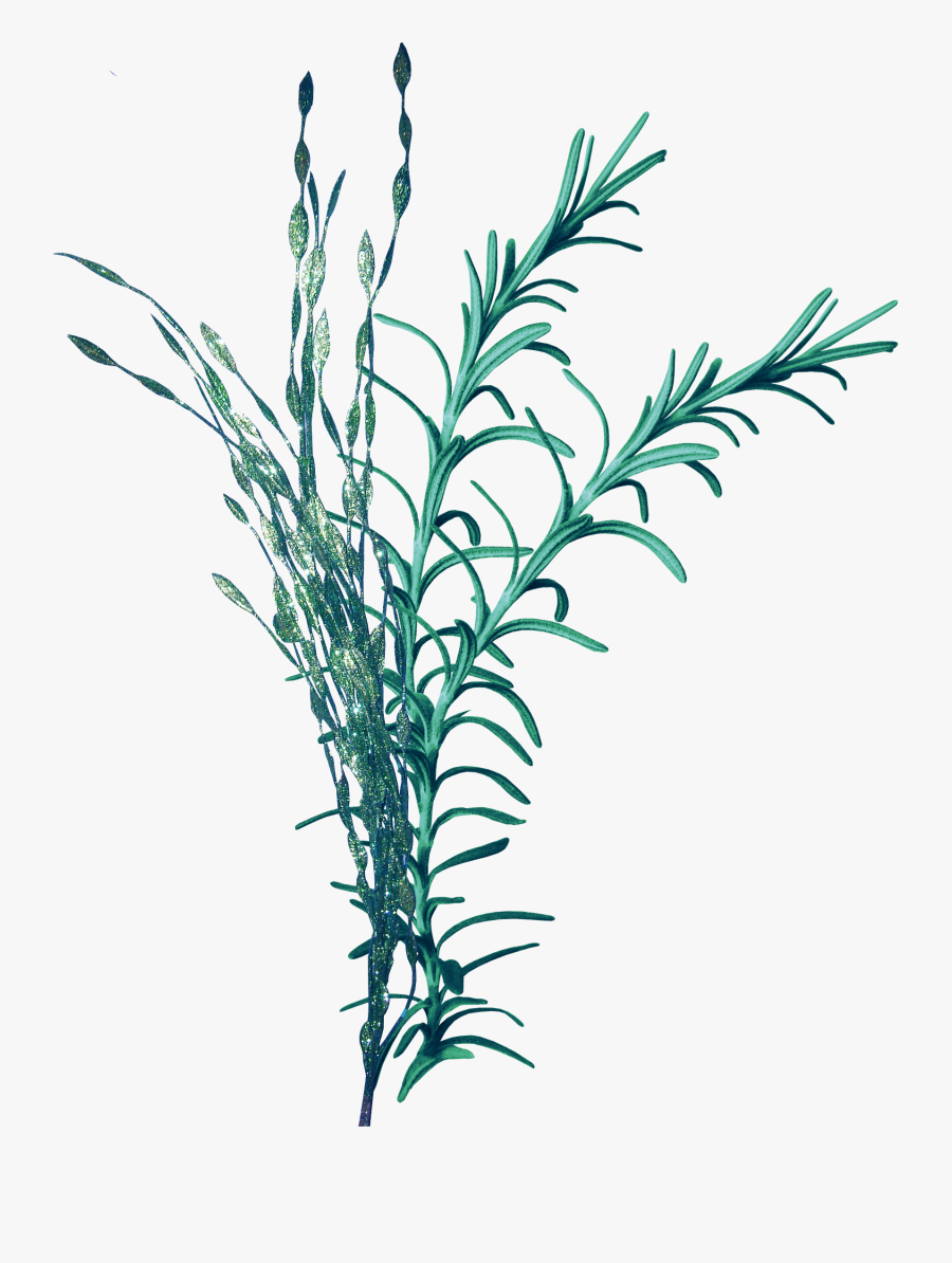 Seagrass Seaweed Clip Art, Transparent Clipart