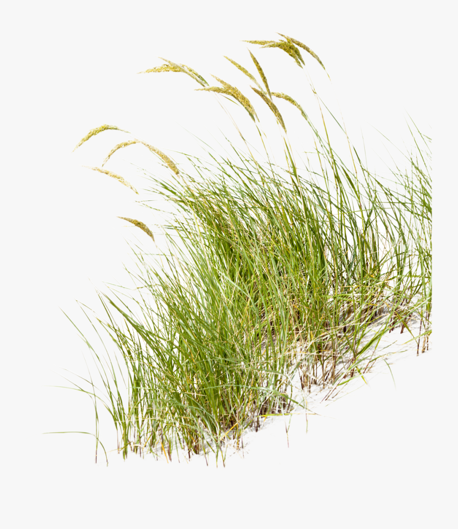 Visit Fort Bragg California - Beach Grass Png, Transparent Clipart