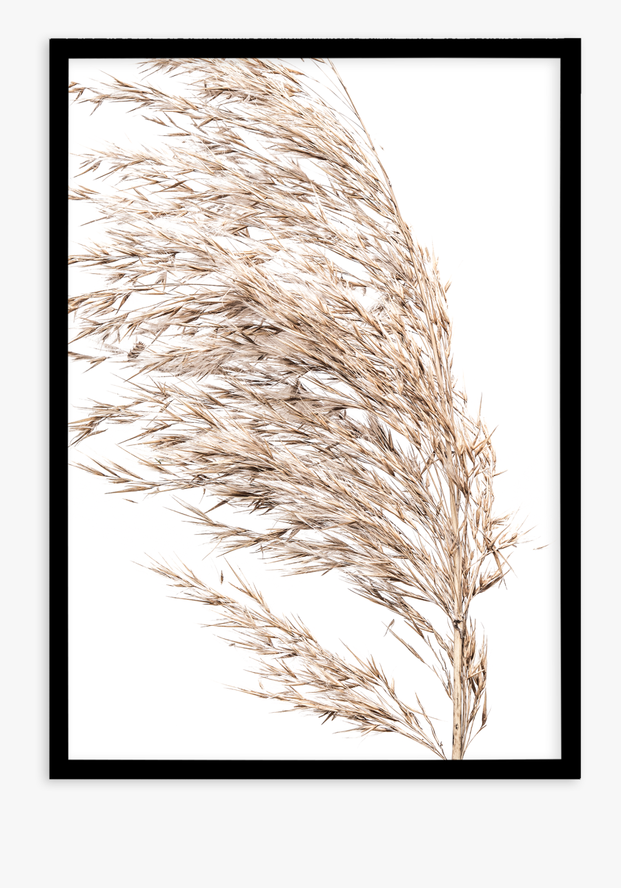 Sea Grass Png Black And White - Phragmites, Transparent Clipart