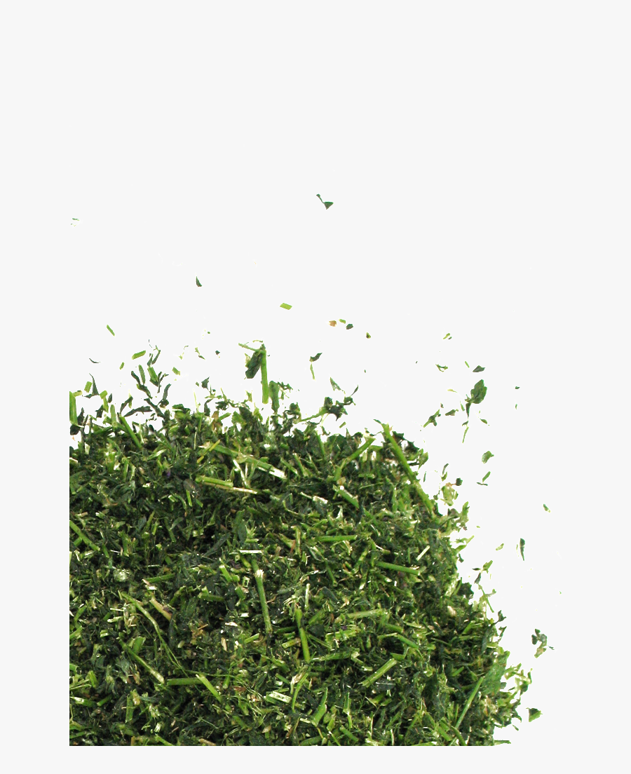 Grass - Chopped Grass Png, Transparent Clipart