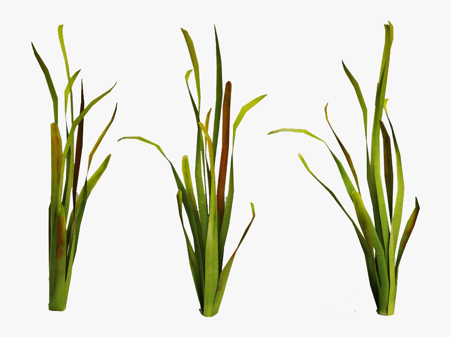 Sea Plants By Darkadathea - Under Water Plants Png, Transparent Clipart