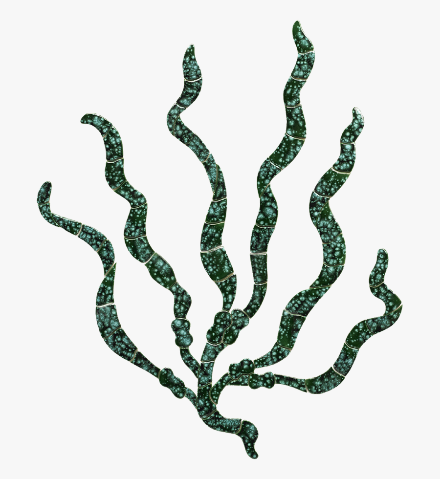 Transparent Sea Grass Png - Sea Grass Gif, Transparent Clipart