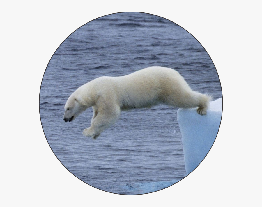 Küresel Isınma Buzulların Erimesi - Bear Jumping In Water, Transparent Clipart