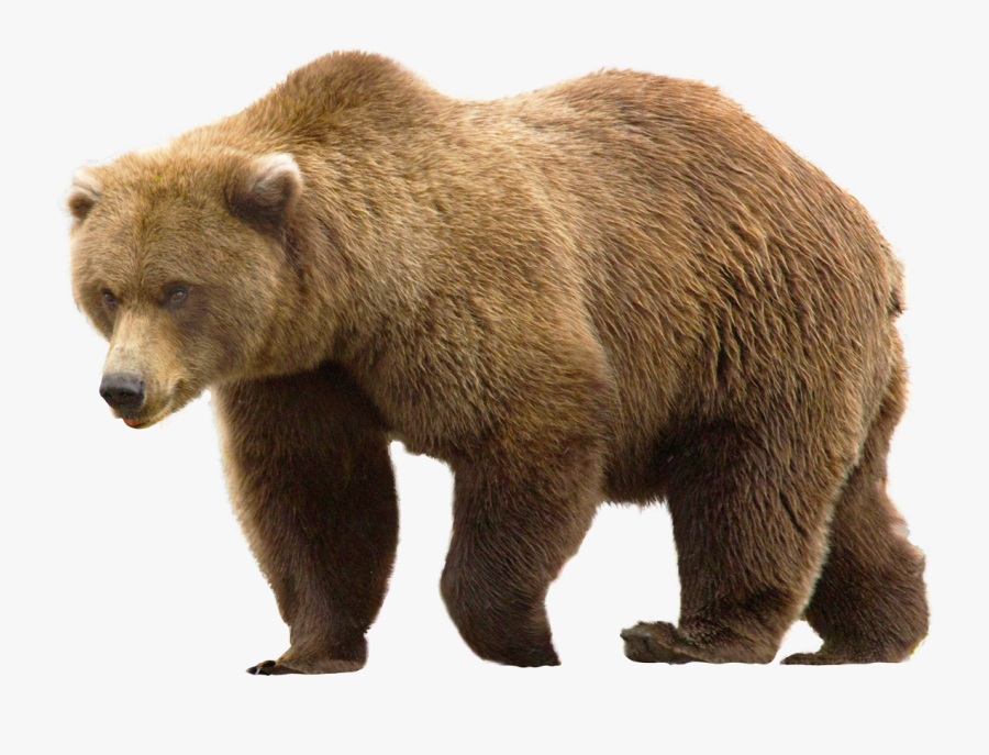 Bear Png - Bear - Bear Png, Transparent Clipart