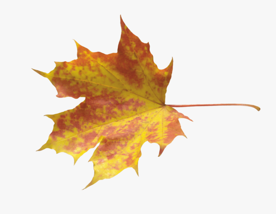 Leaf Cliparts Png Yellow - Transparent Autumn Leaf Png, Transparent Clipart