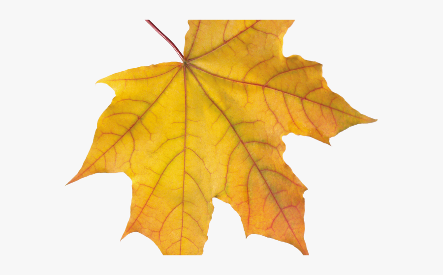 Drawn Maple Leaf Autum Leaves - Transparent Dry Leaves Png, Transparent Clipart
