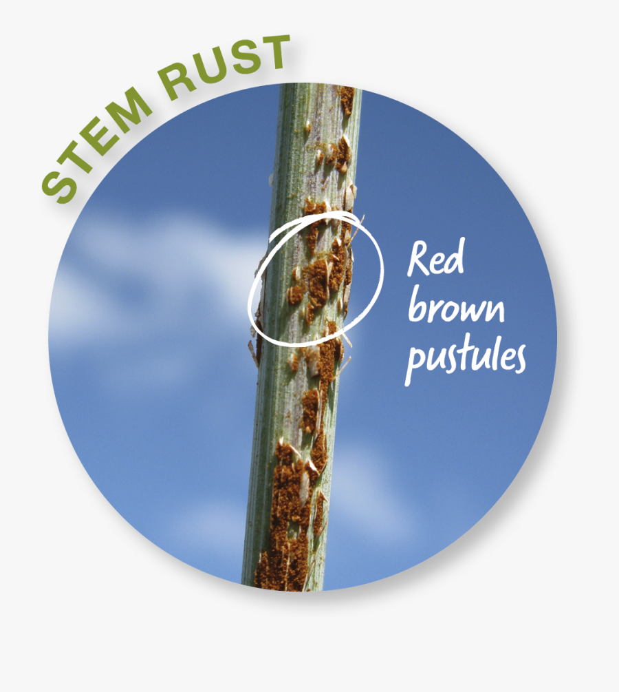 Rust Clipart, Transparent Clipart