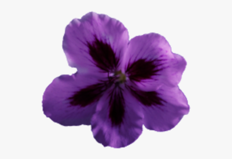Flower Geranium Purple - Flower Photo With Transparent Background, Transparent Clipart