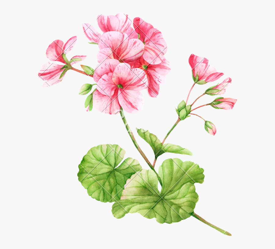 Clip Art Flower Illustration Photos By - Geranium Flower Watercolor, Transparent Clipart