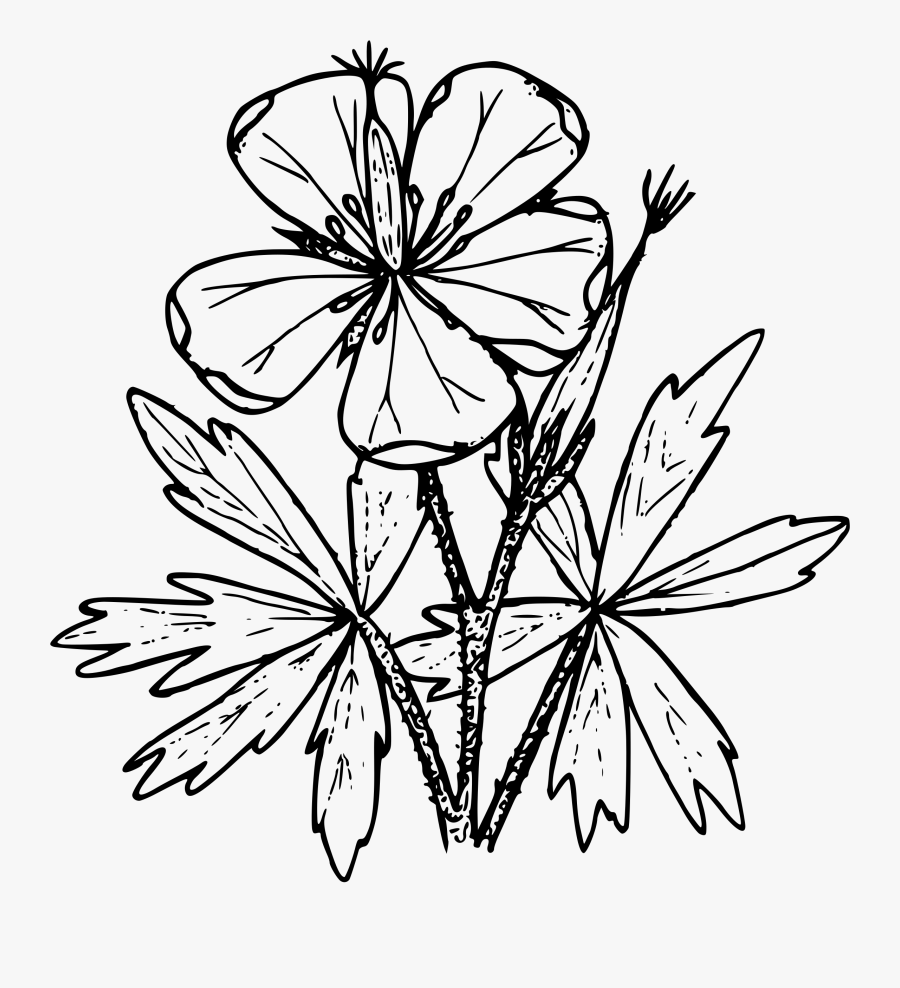 Drawing Of Geraniums Transparent Clipart , Png Download - Wild Flower Border Clip Art, Transparent Clipart