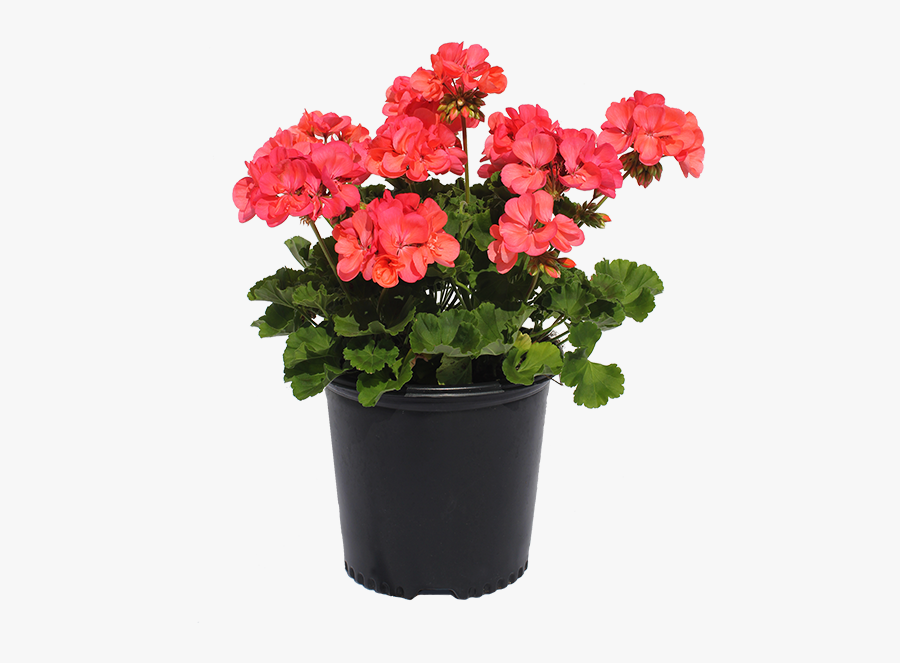 Clip Art Gulley Greenhouse Garden Center - Flowerpot, Transparent Clipart