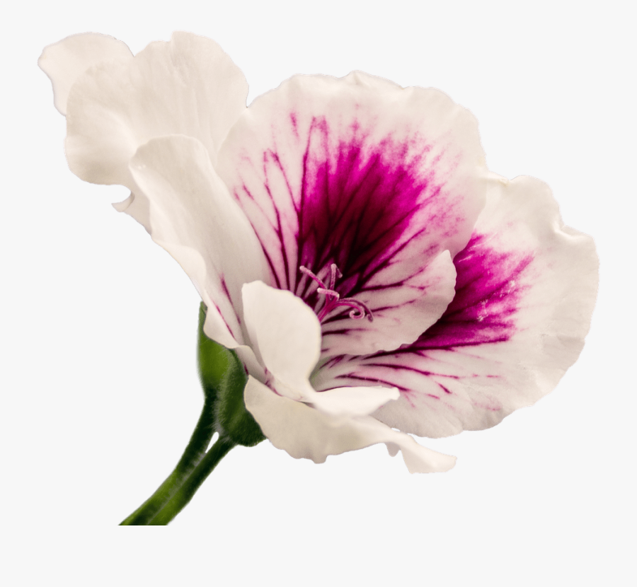Geranium - Geranium Flower Transparent Background, Transparent Clipart