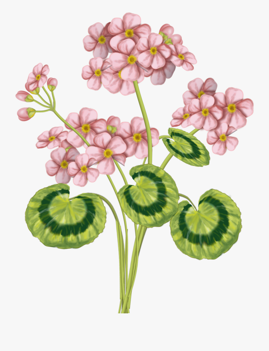 Transparent Geraniums Clipart - Dibujos De Flores En Color Verde, Transparent Clipart