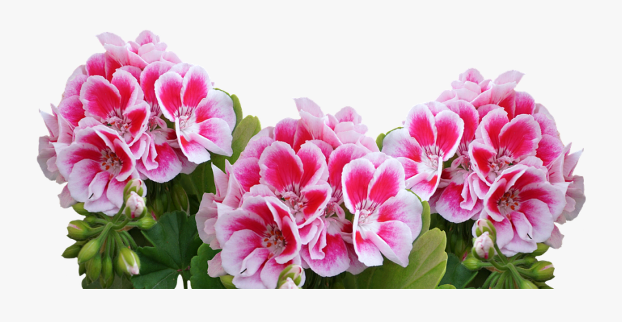 Flower,flowering Peony,common Peony,geranium,pink Flowers,annual - Geranium Png, Transparent Clipart