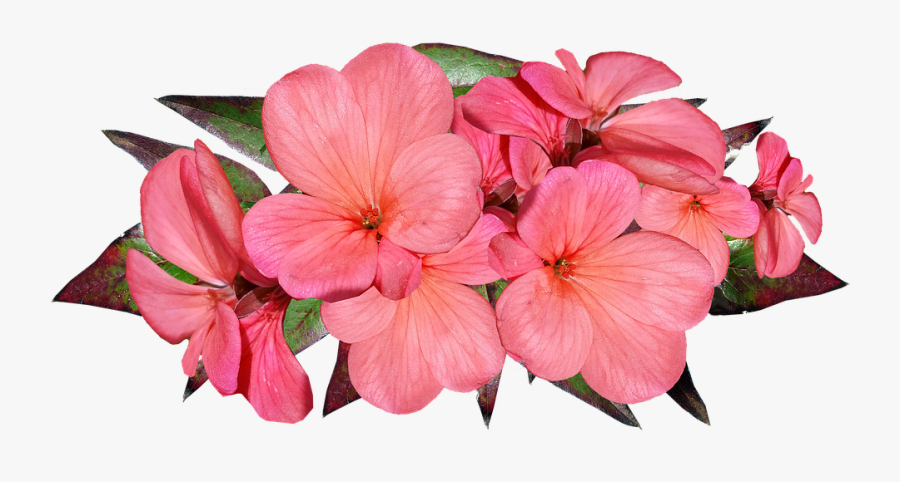 Flower - Geranium Flower Transparent, Transparent Clipart