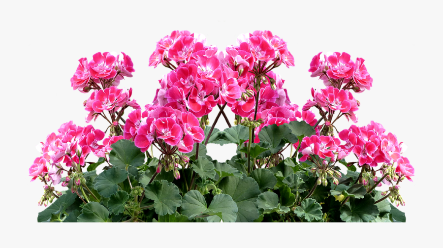 Flower,flowering Family,perennial Plant - Geranium Plant Png, Transparent Clipart