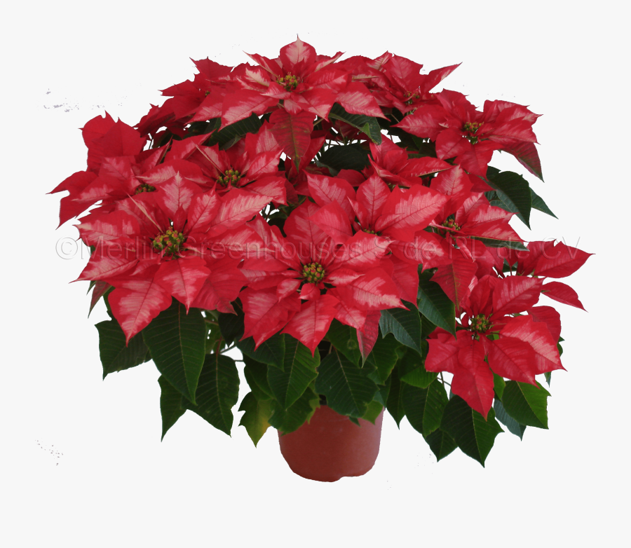 Transparent Imagenes De Flores Png - Poinsettia, Transparent Clipart
