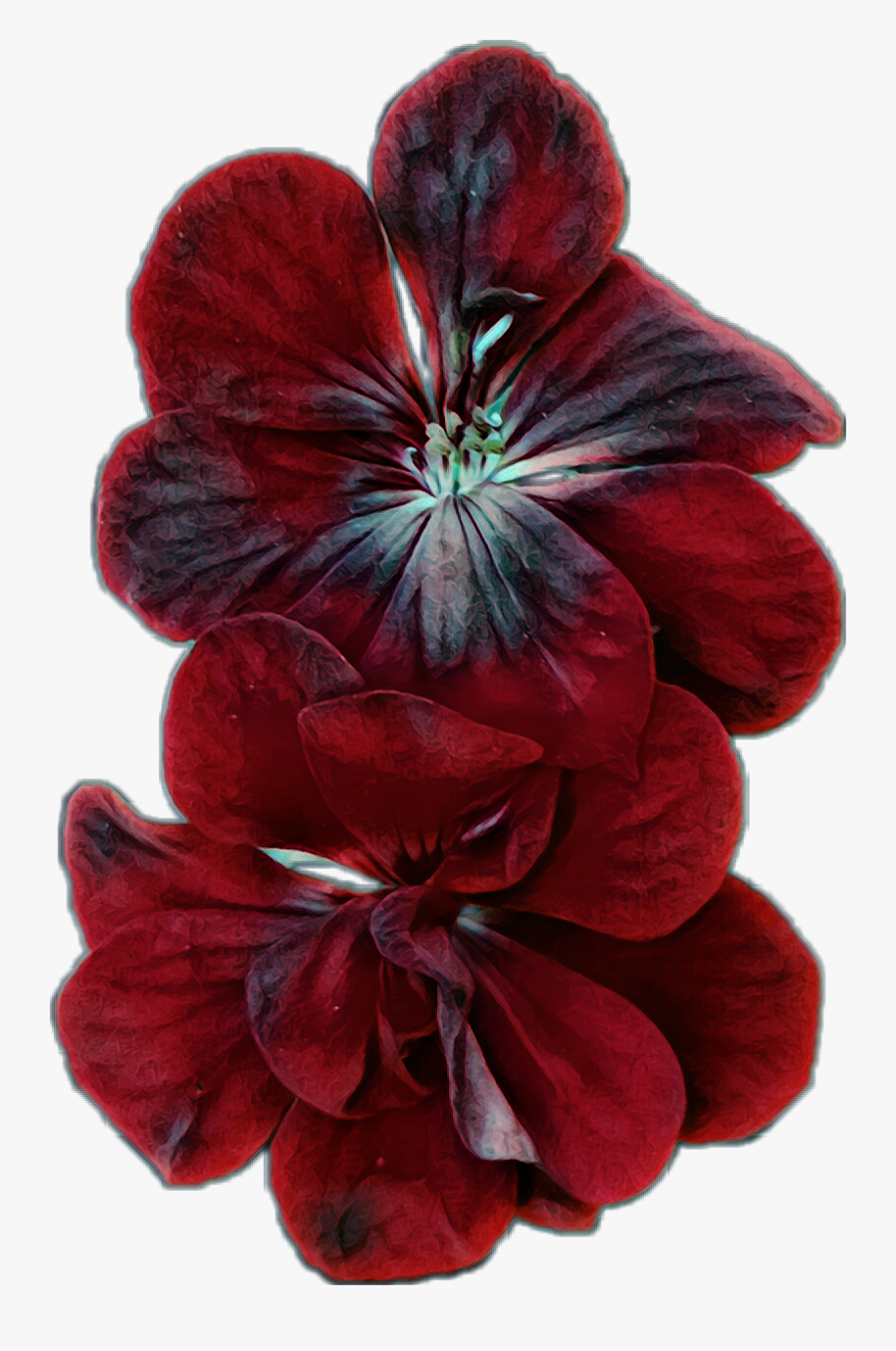 #flower #bloom #geranium #red #black #dark #pretty - Poinsettia, Transparent Clipart