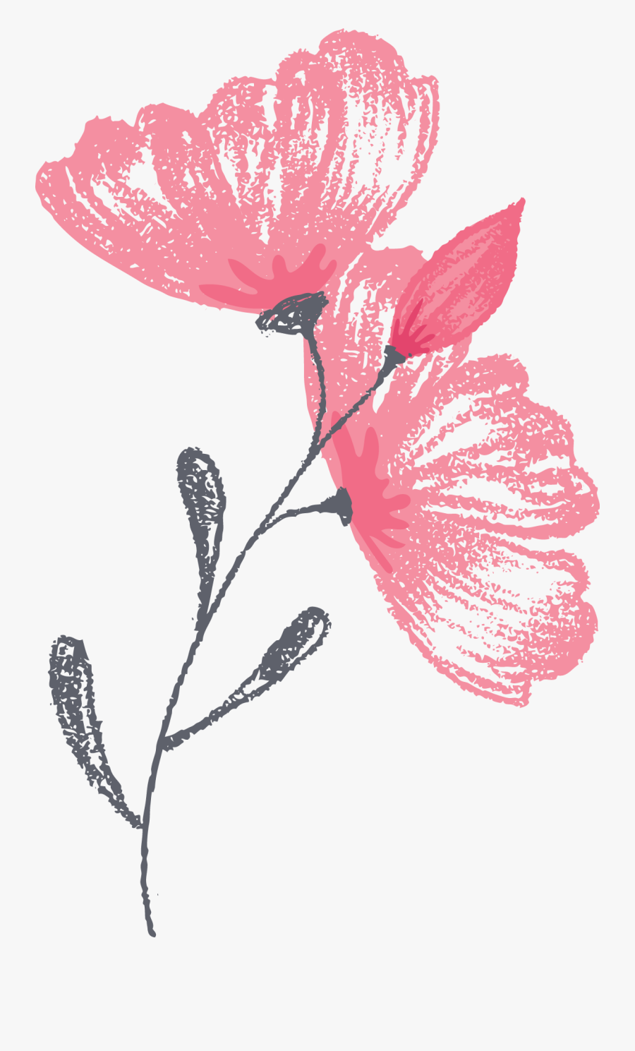 Greenwich Photographer Flower Graphic Illustration- - Illustration, Transparent Clipart