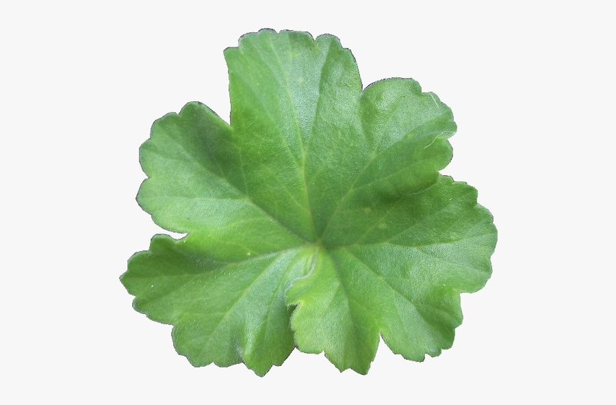 Leaves Clipart Vintage - Geranium Leaf Png, Transparent Clipart