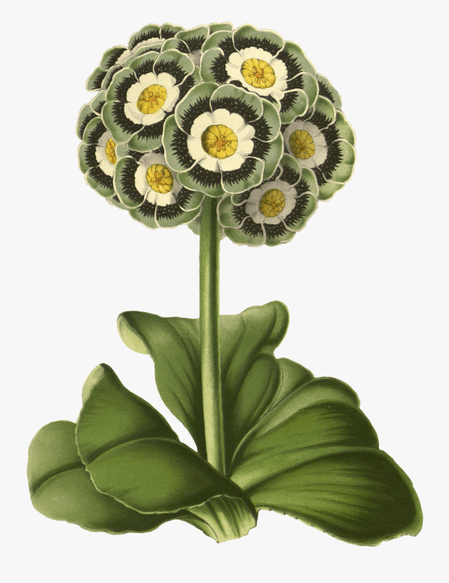 Primrose Drawing - Plan Suluboya Çiçek Arka Plan, Transparent Clipart