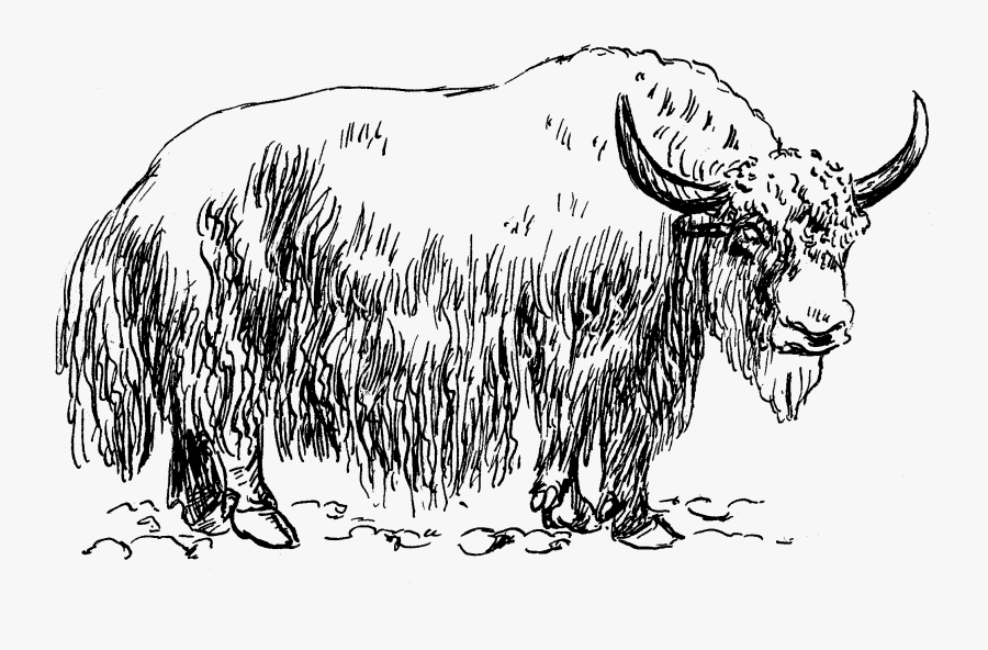 Transparent Yak Png - Black And White Picture Of Yak, Transparent Clipart