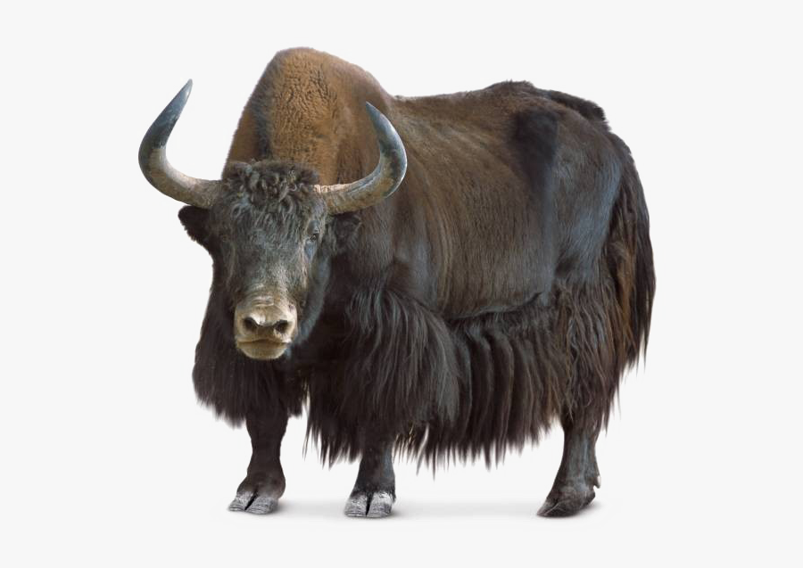 Yak, Immutable Everything - Yak Png, Transparent Clipart
