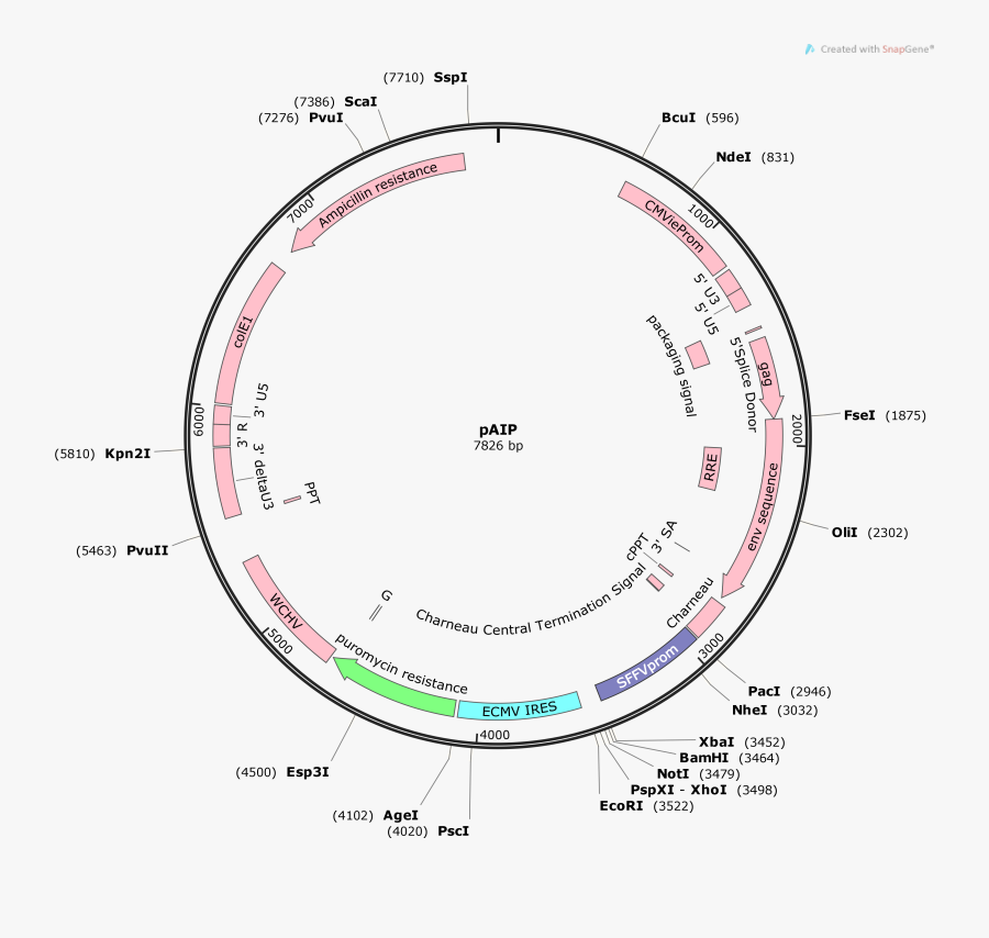 Diagram, Transparent Clipart