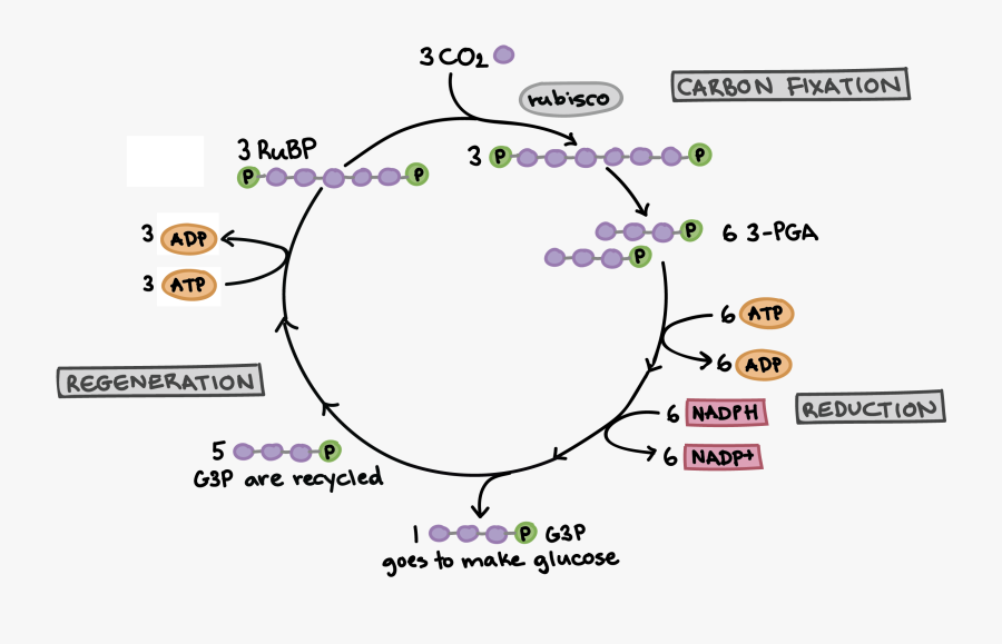 Light Dependent Reactions Of Photosynthesis Steps Middle - Calvin Cycle, Transparent Clipart