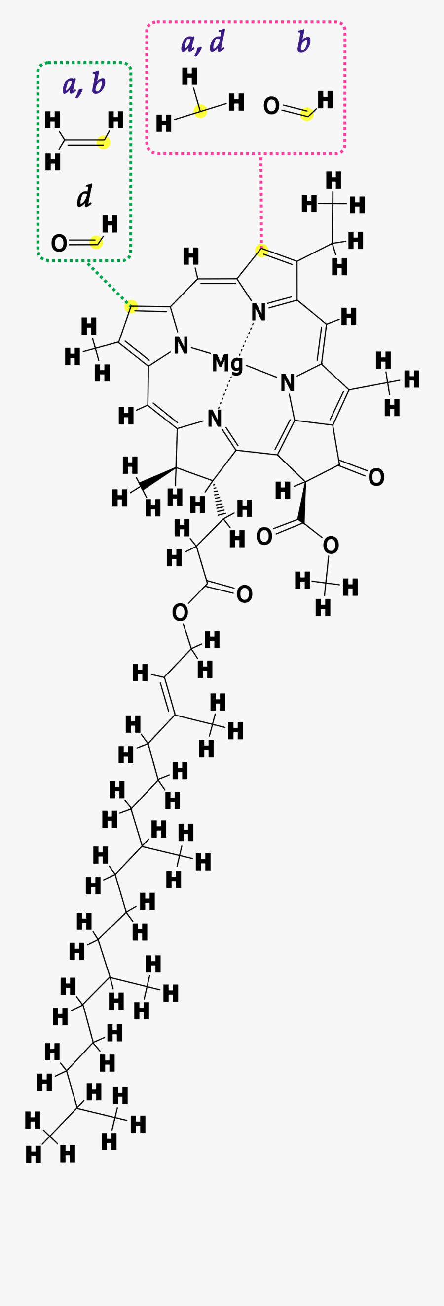 Chlorophylls - Chlorophyll Lewis Structure, Transparent Clipart