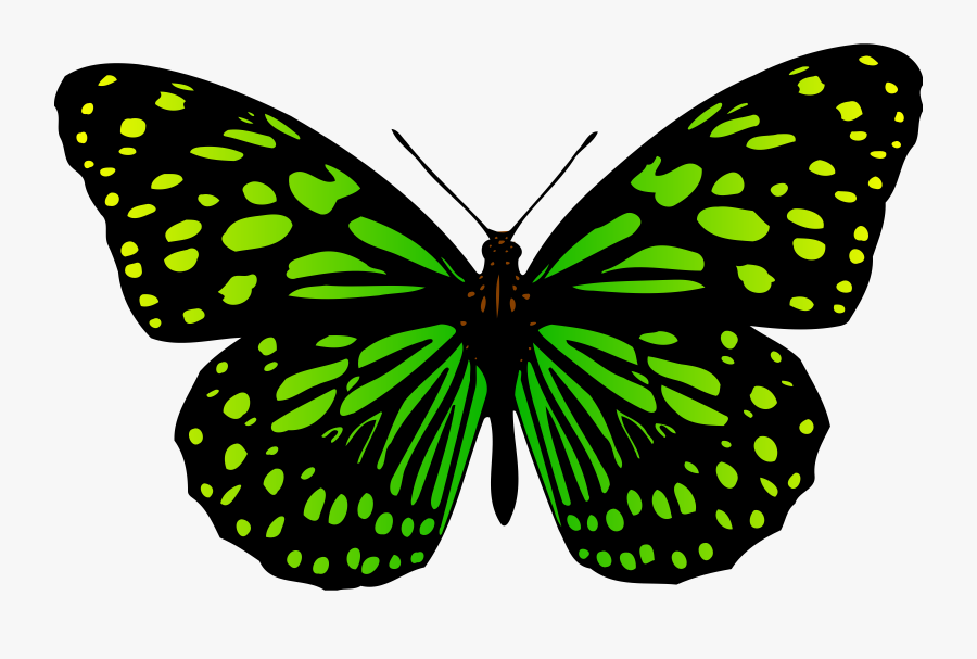 Colour Big Image Png - Butterfly, Transparent Clipart