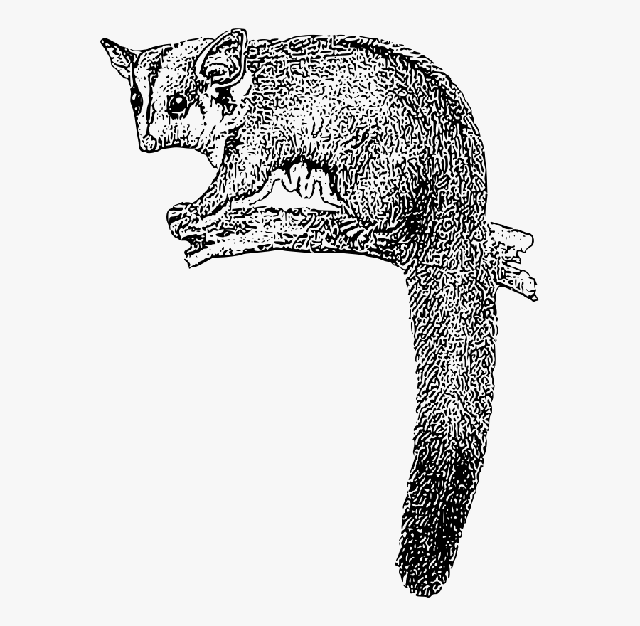 Sugar Glider - Possum Clipart, Transparent Clipart
