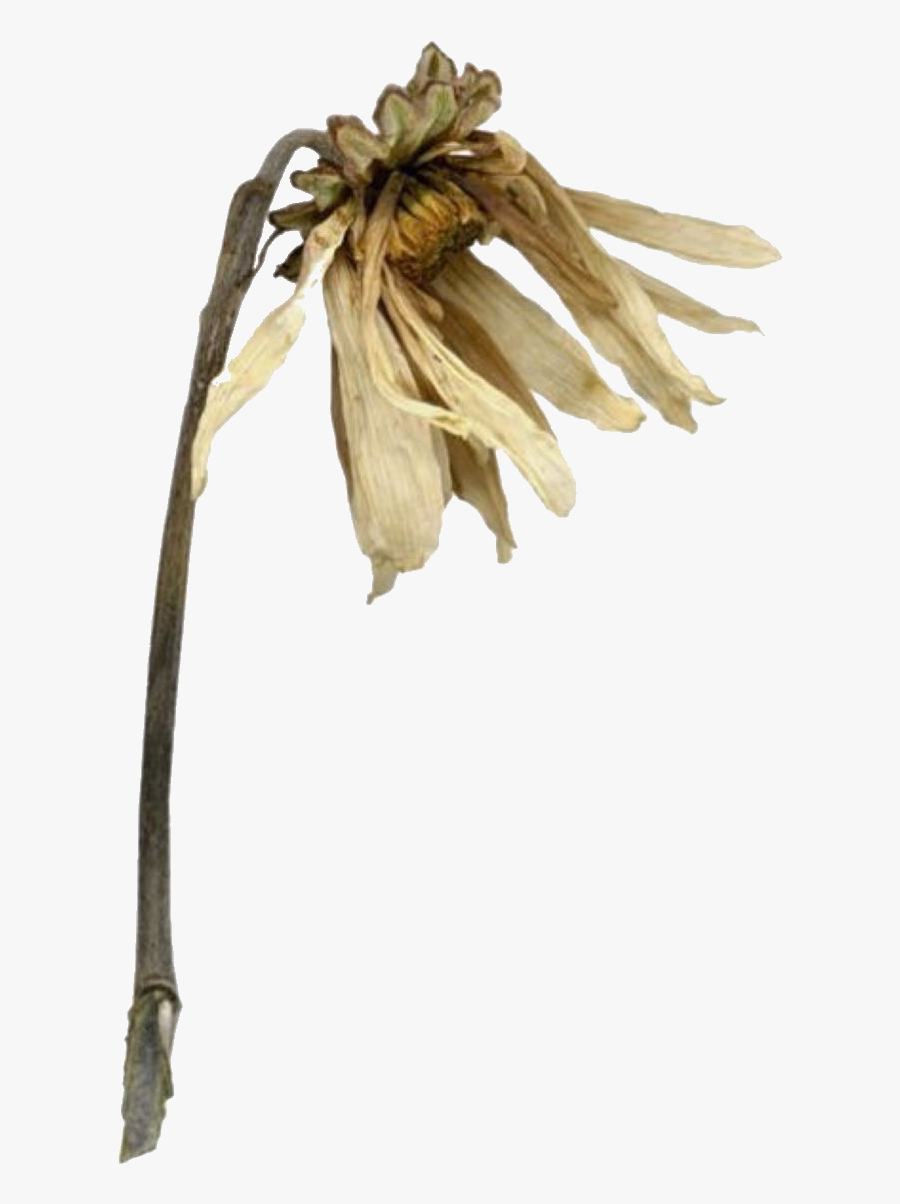 Transparent Background Wilting Plant, Transparent Clipart