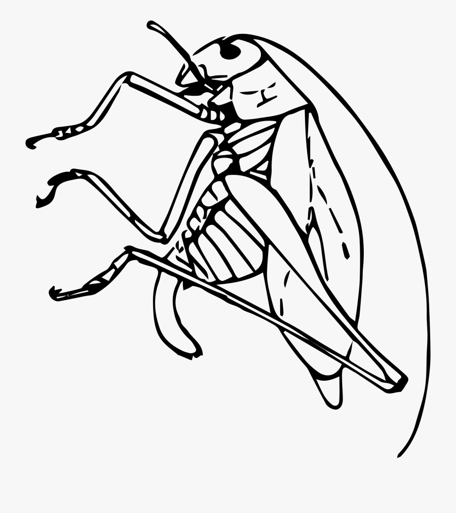 Transparent Taro Clipart - Katydid Clip Art, Transparent Clipart