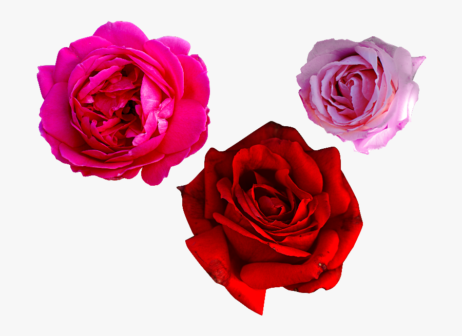 Garden Flowers,rose Family,hybrid Tea Rose,plant,flowering - Red And Pink Rose Png, Transparent Clipart