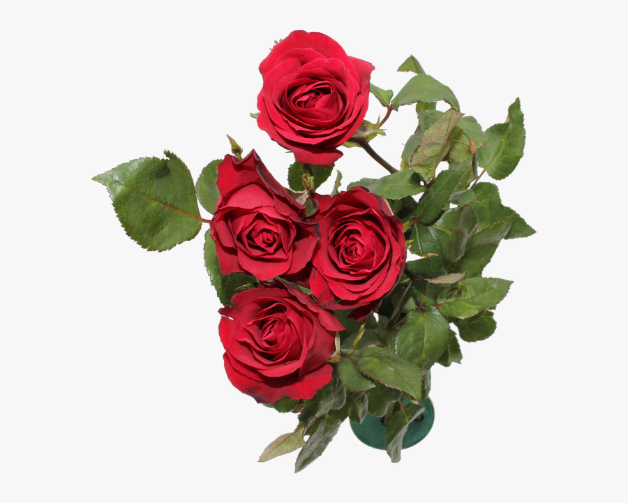 Transparent Red Flower Png - Floribunda, Transparent Clipart