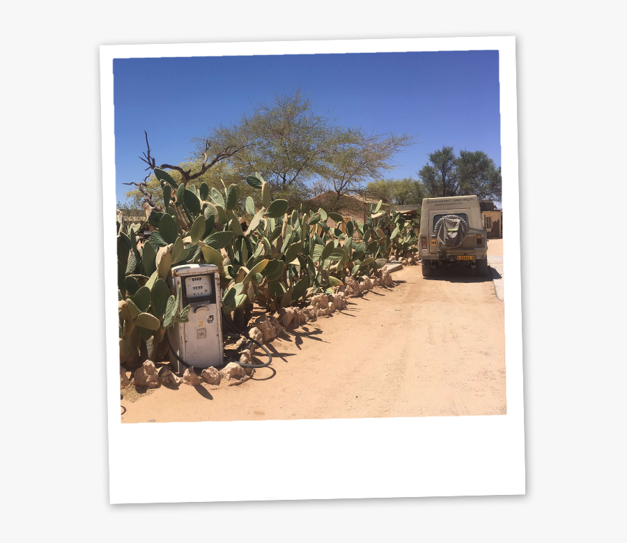 Prickly Pear, Transparent Clipart