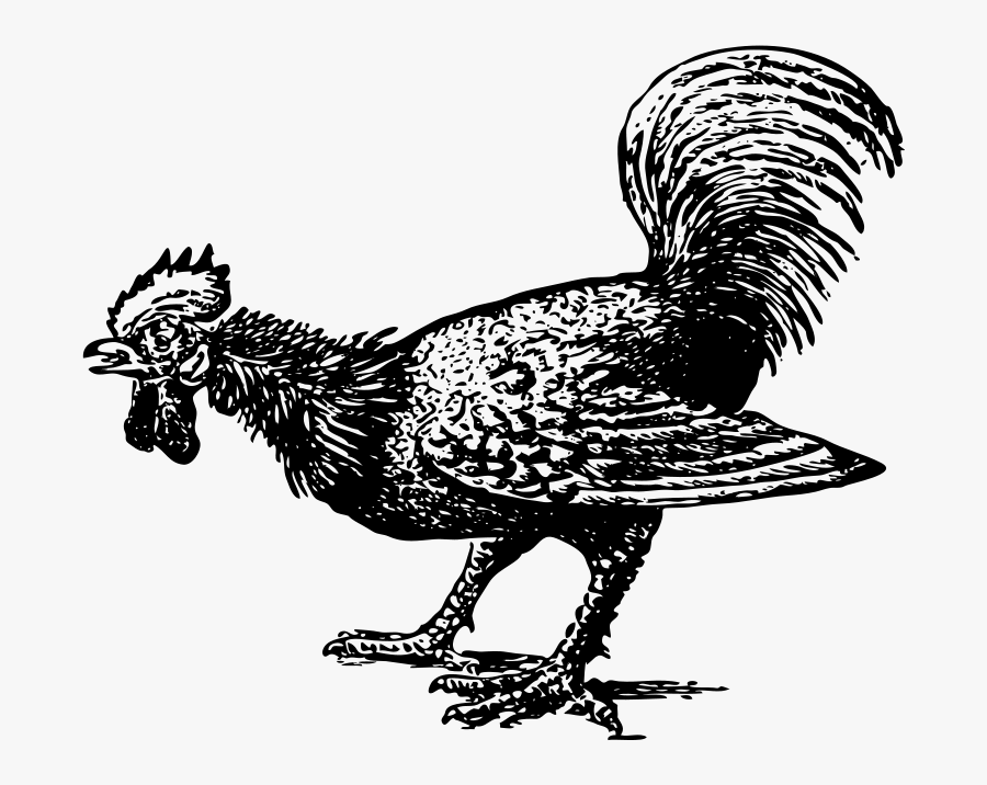 Rooster, Transparent Clipart