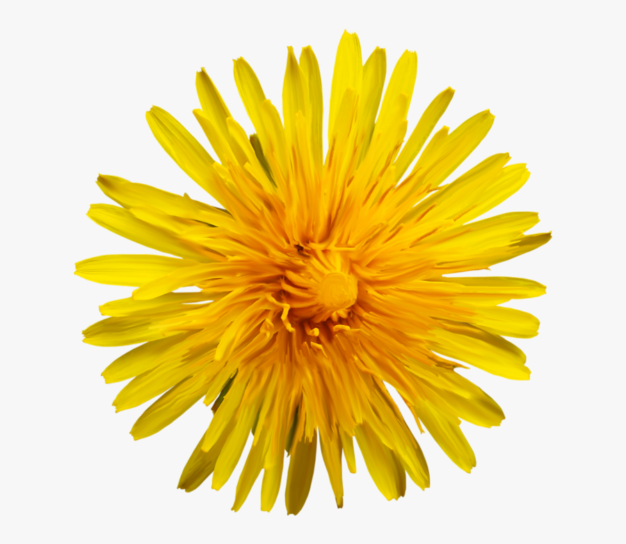 Oxford High School Sunflower, Transparent Clipart