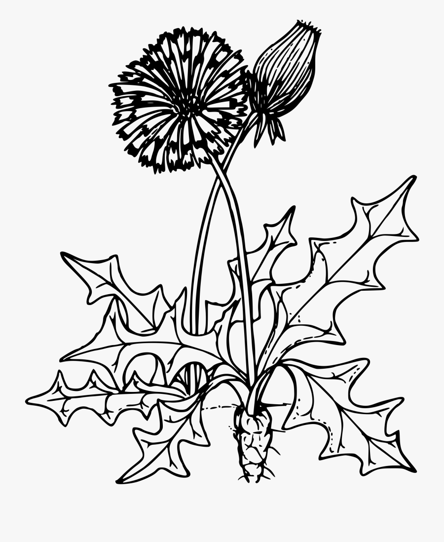 Common Dandelion Clip Arts - Dandelion Flower Clip Art Black And White, Transparent Clipart