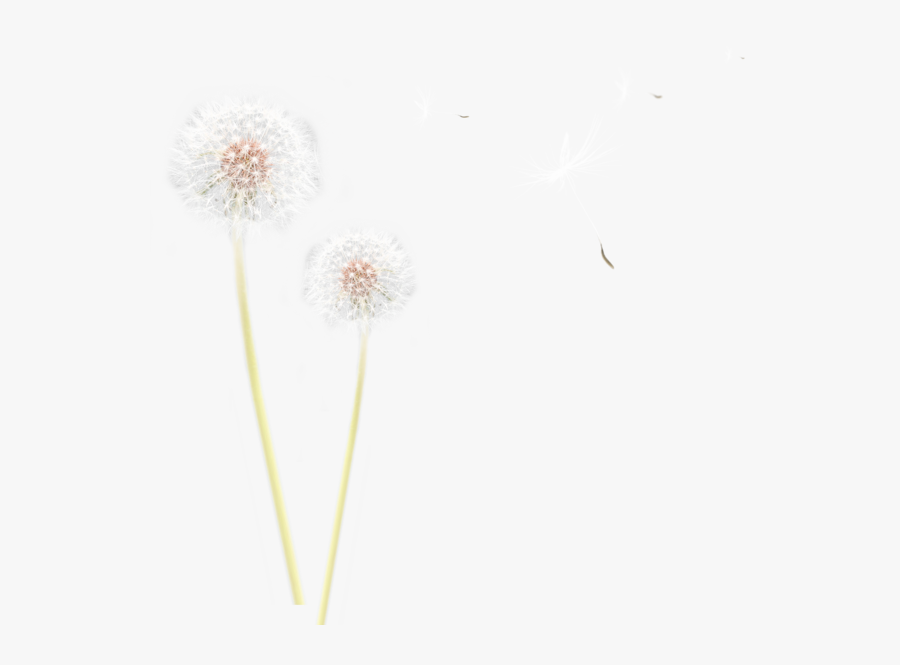 Dandelion Transparent Ribbon - Dandelion, Transparent Clipart