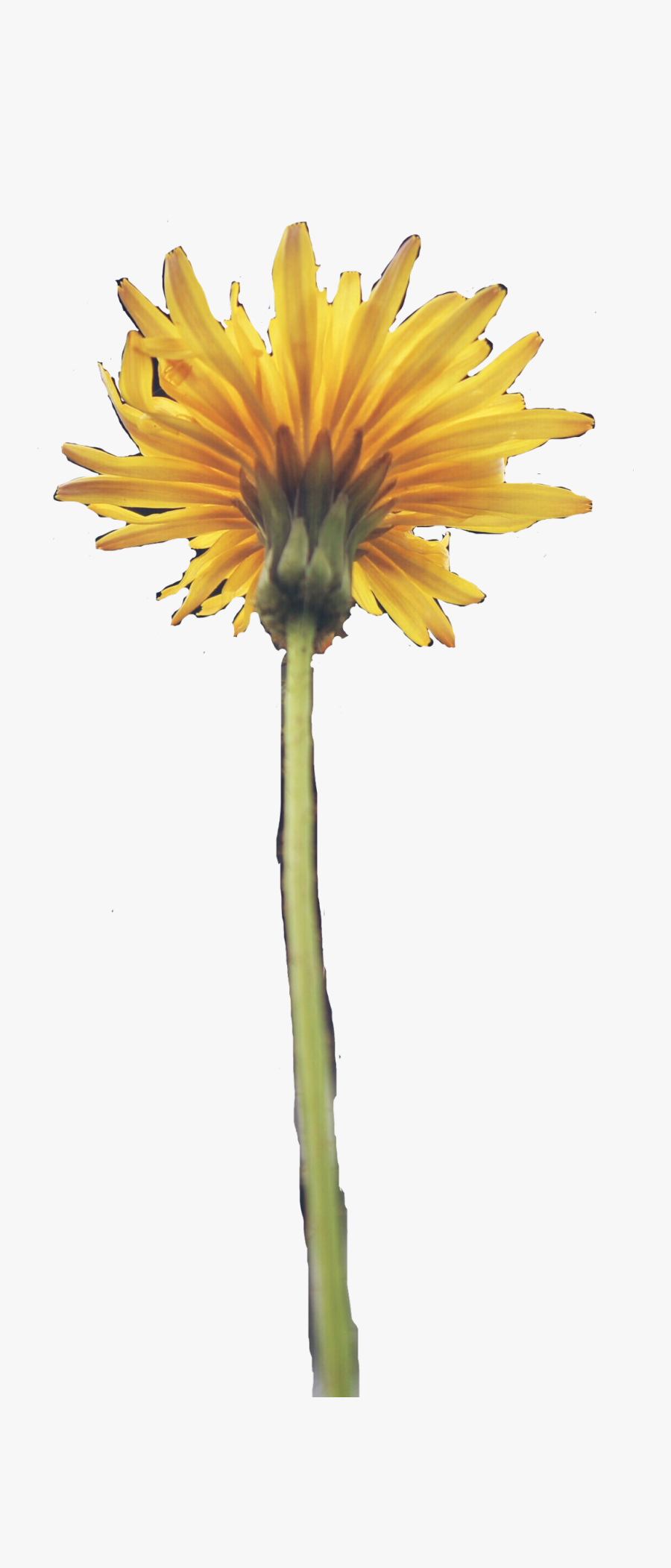 #dandelion #flower #aesthetic #yellow #spring - Sunflower, Transparent Clipart