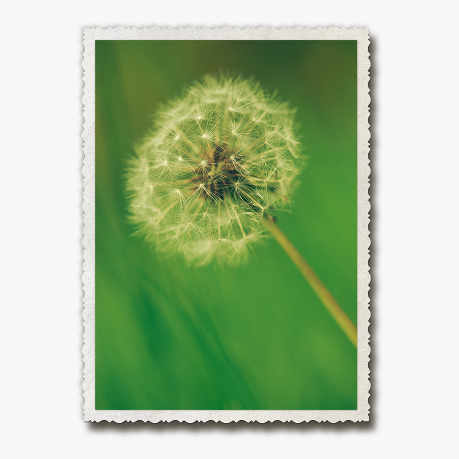 Clip Art Dandelion Fairies Pinterest - Dandelion, Transparent Clipart