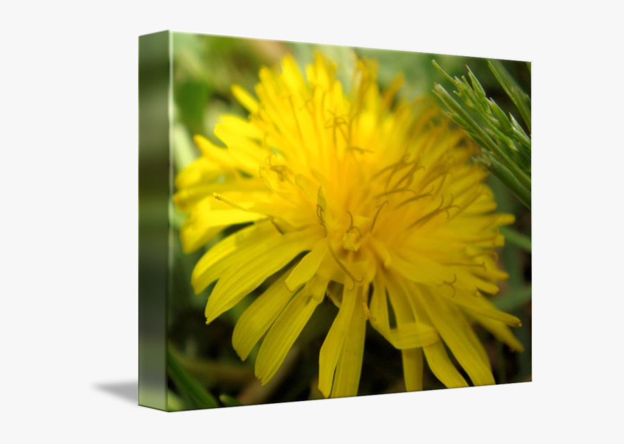 Clip Art Dandelion Pictures - Dandelion, Transparent Clipart