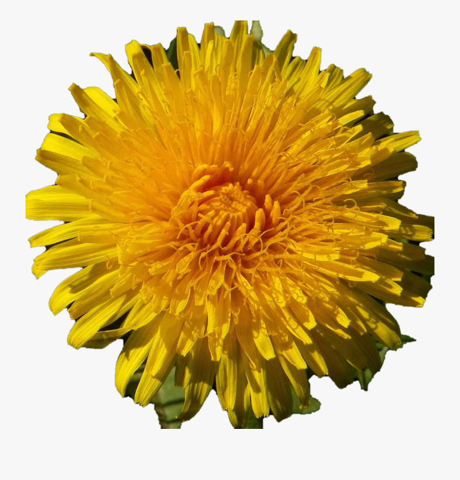 Taraxacum Officinale, Transparent Clipart