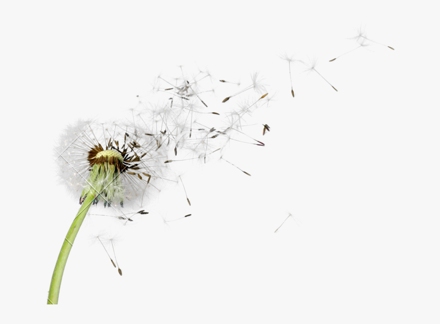 Transparent Seeds Blowing Dandelion Seeds, Transparent Clipart