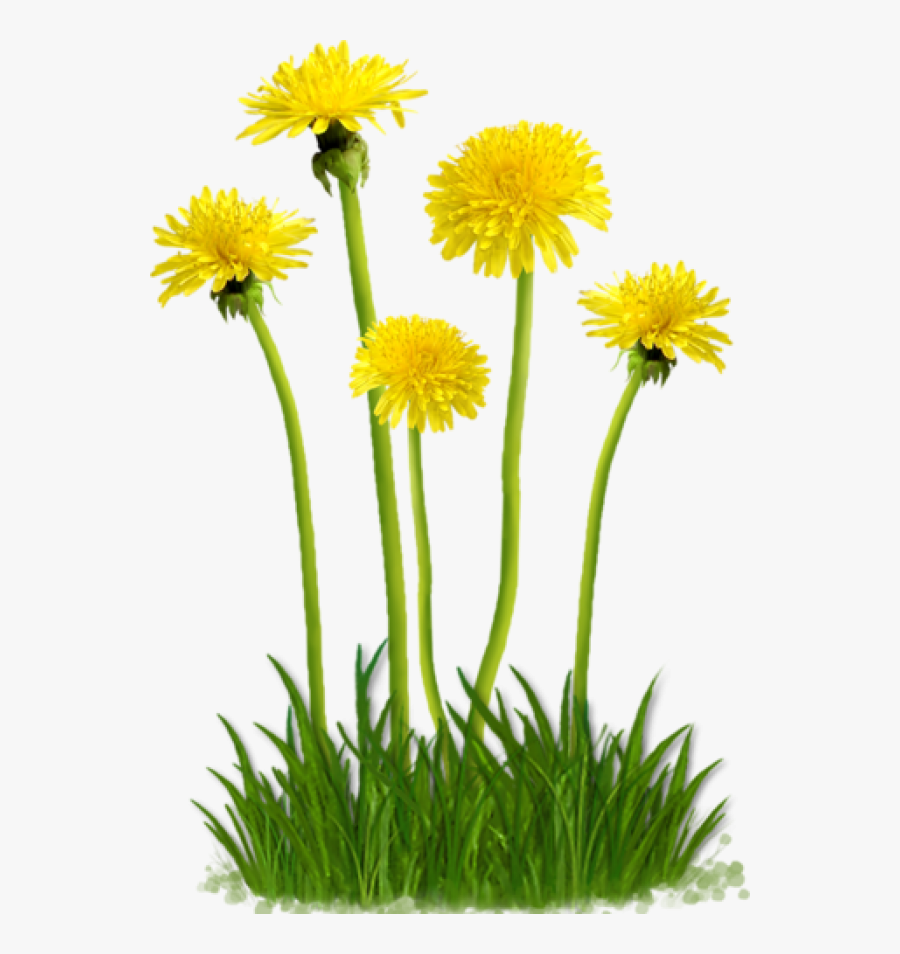 Flower,flowering Family,daisy,sow Plant - Dandelion Png, Transparent Clipart