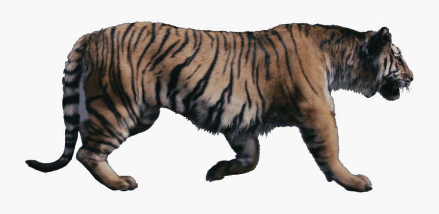 Tigers Were Talking Beasts In Narnia - Chronicles Of Narnia Tiger, Transparent Clipart