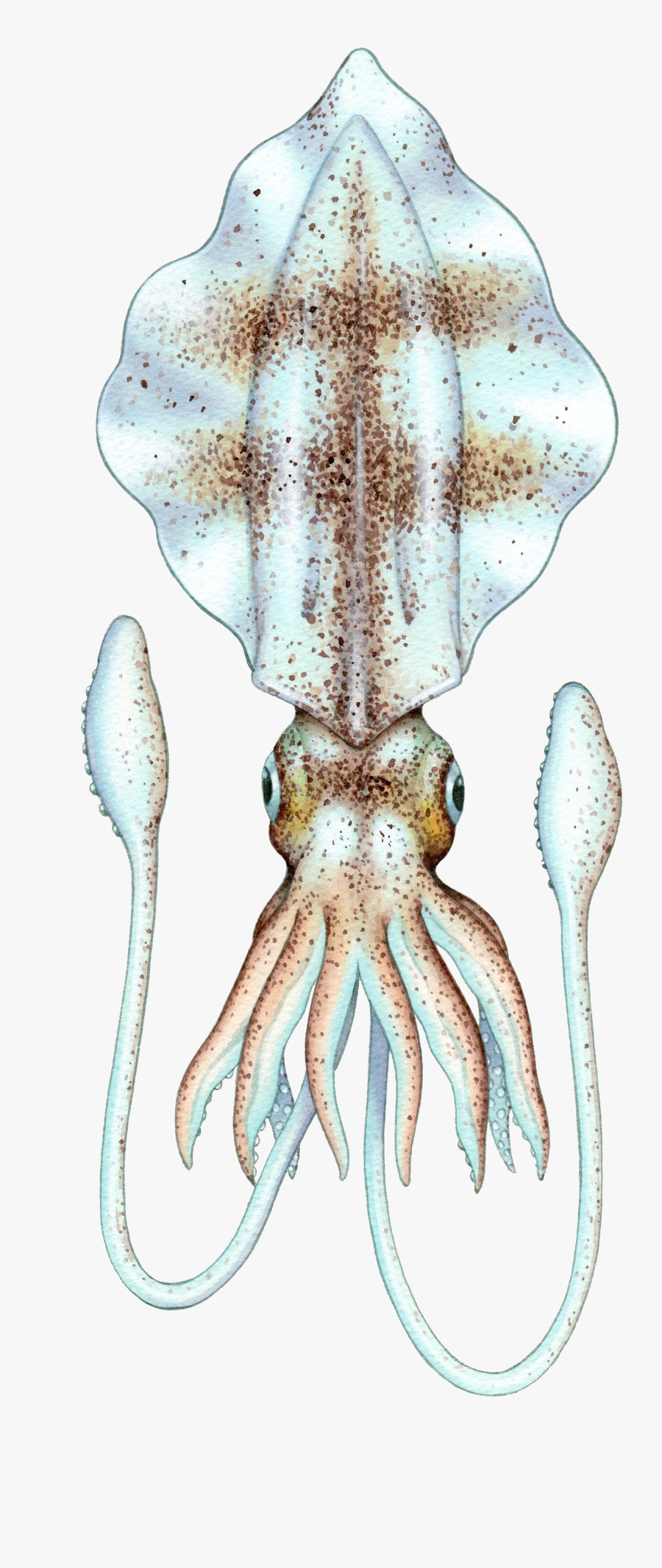 Squid, Octopus And Cuttlefish - Octopus, Transparent Clipart